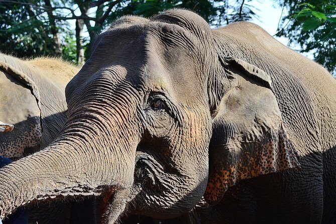 Experience Elephant Sanctuary + Sticky Waterfall - Price and what $94.11 really buys in Chiang Mai