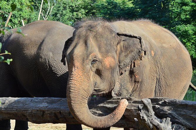 Experience Elephant Sanctuary + Sticky Waterfall - What to bring (and what to wear) so you don’t suffer