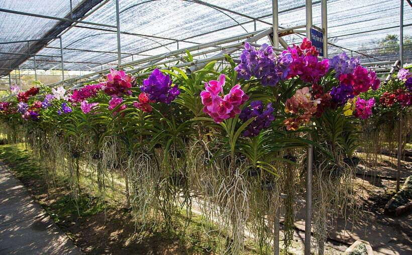 From Chiang Mai: Chiang Dao Cave & 5 Hill Tribe Villages - Orchid Farm and Butterfly Farm: A Break From Hard Travel