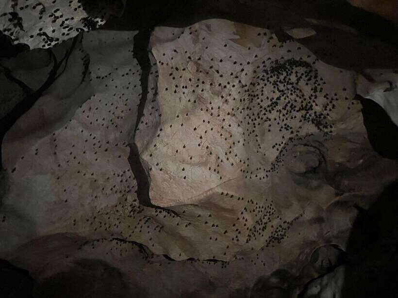 From Chiang Mai: Chiang Dao Cave & 5 Hill Tribe Villages - Should You Book This Tour?
