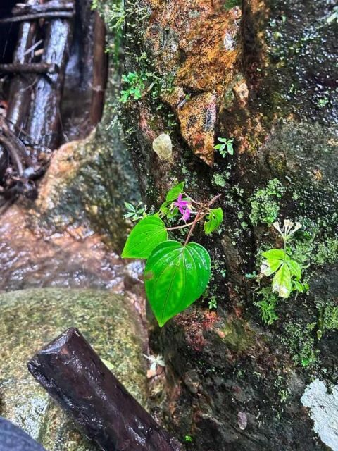 From Chiang Mai: Doi Saket Hiking Tour with Lunch - Who This Hike Suits (and Who Should Skip It)