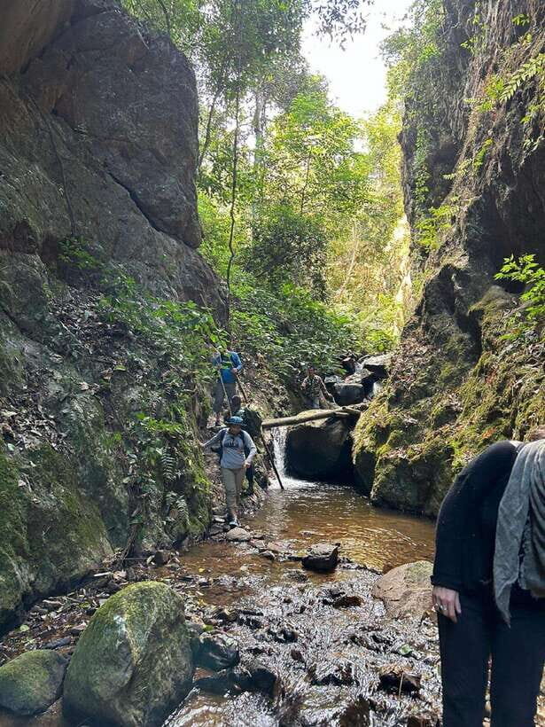 From Chiang Mai: Doi Saket Hiking Tour with Lunch - Jungle Climbing and Nature Stops: Ancient Trees and Stream Crossings