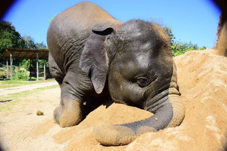 From Chiang Mai: Elephant Care Program and Nursery Tour - Key Takeaways Before You Go