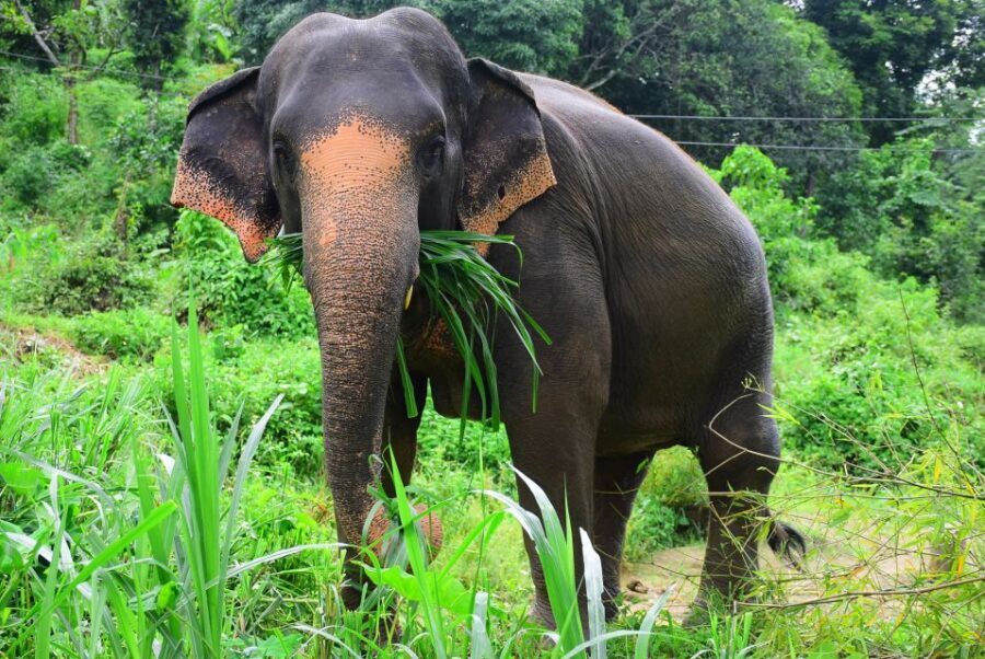 From Chiang Mai: Elephant Care Program and Nursery Tour - Mae Tang’s Elephant Sanctuary: What Makes This Day Worth It