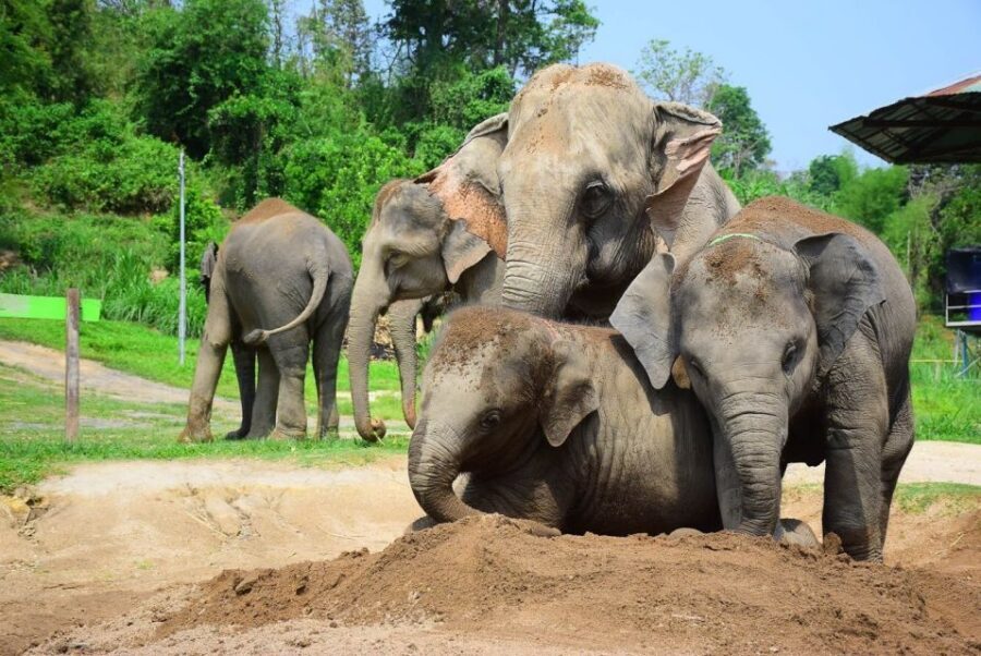 From Chiang Mai: Elephant Care Program and Nursery Tour - Mud Pool Fun and Elephant Bathing: What It’s Like to Actually Get Messy