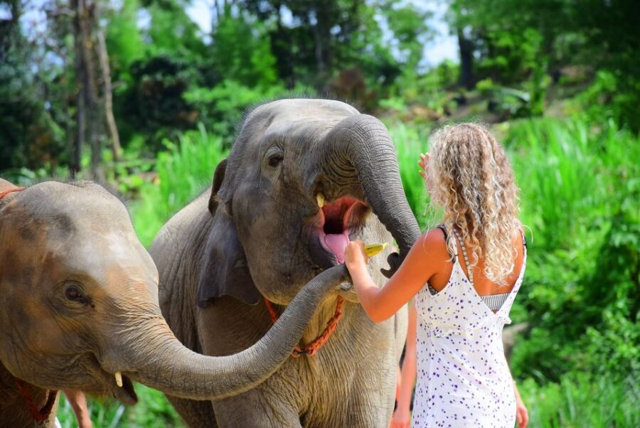 From Chiang Mai: Elephant Care Program and Nursery Tour - Photos, Souvenirs, and How to Think About the Picture Cost