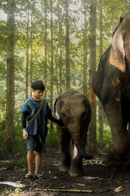 From Chiang Mai: Kerchor Eco Elephant Park Tour - Before you go: what to bring and the behavior rules