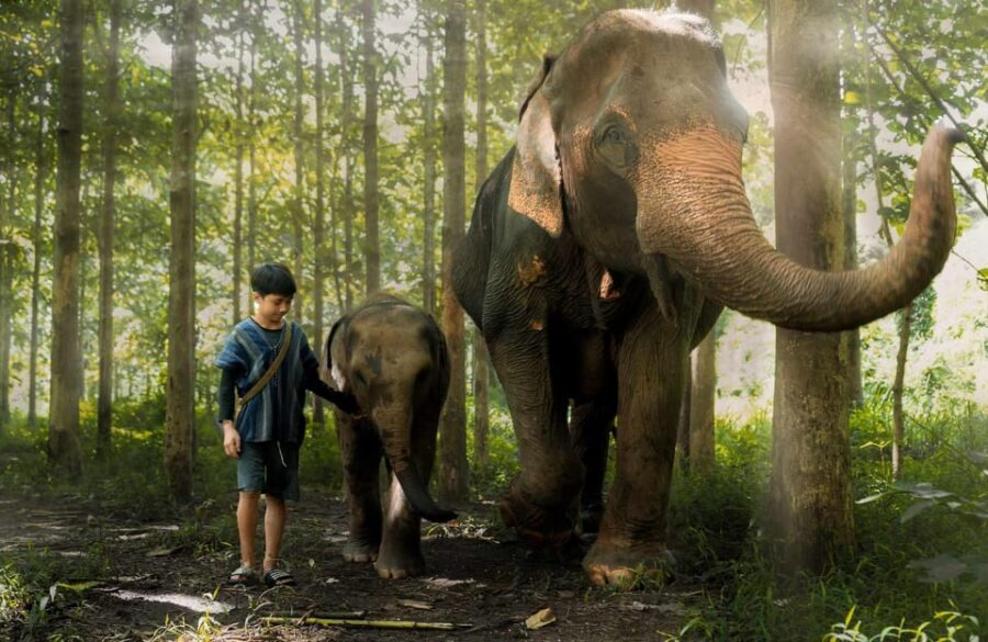 From Chiang Mai: Kerchor Eco Elephant Park Tour - The drive out of Chiang Mai takes the edge off the waiting