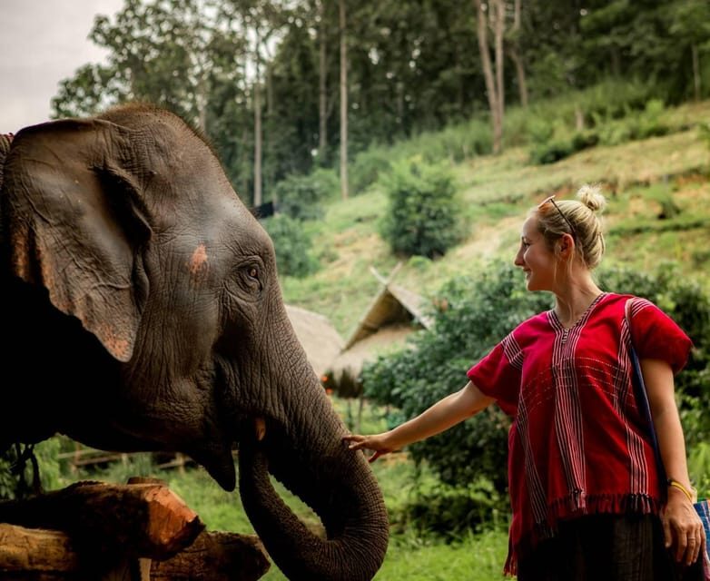 From Chiang Mai: Kerchor Eco Elephant Park Tour - Feeding baby elephants: close contact without the chaos