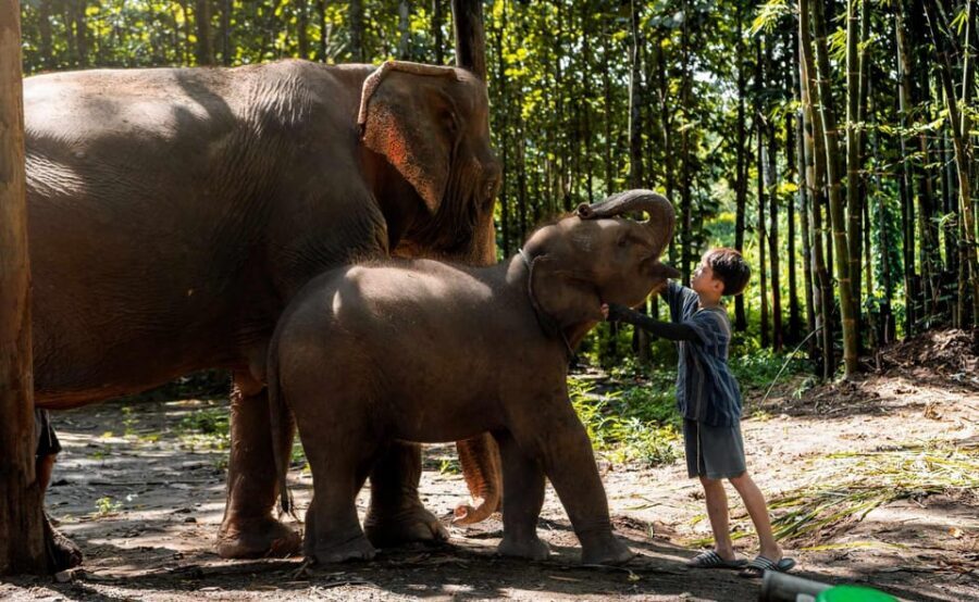 From Chiang Mai: Kerchor Eco Elephant Park Tour - Walking with elephants and watching mud-bath play