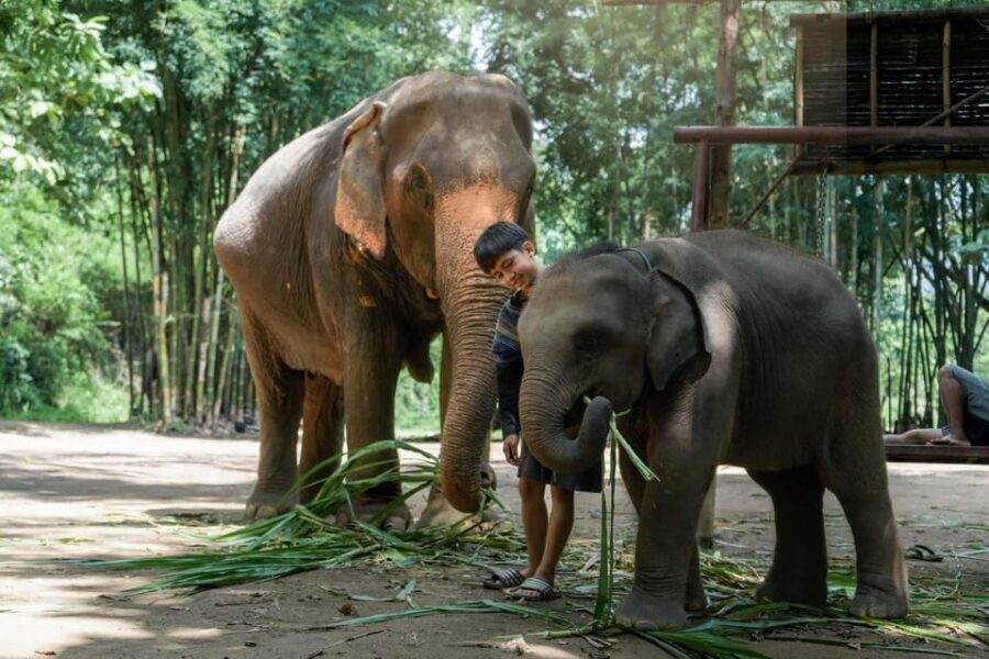 From Chiang Mai: Kerchor Eco Elephant Park Tour - Bathing one elephant in the flowing stream