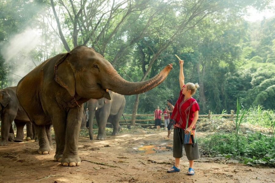 From Chiang Mai: Kerchor Eco Elephant Park Tour - The Thai lunch finish: filling, but quality can vary