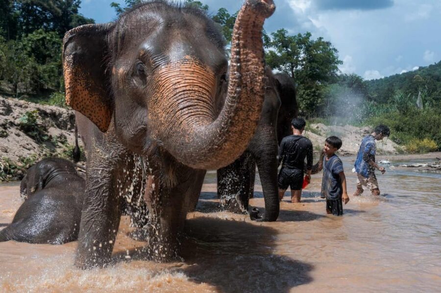 From Chiang Mai: Kerchor Eco Elephant Park Tour - Price and value: what $48 buys you in real time