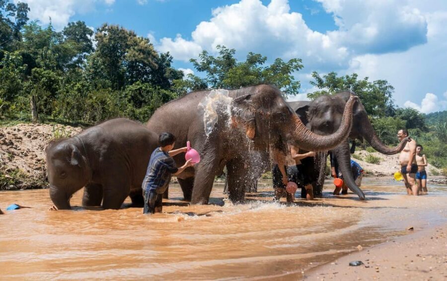 From Chiang Mai: Kerchor Eco Elephant Park Tour - Who should book this, and who might not love it