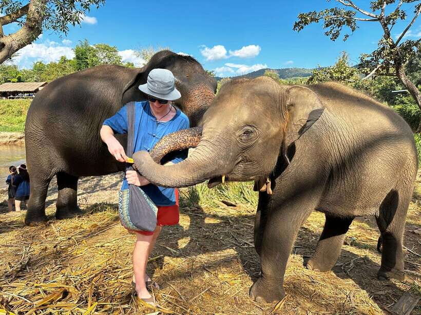 From Chiang Mai: Living Green Elephant Sanctuary Tour - Key highlights you’ll actually care about