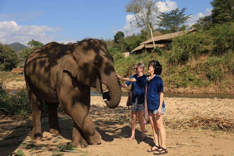 From Chiang Mai: Living Green Elephant Sanctuary Tour - What to pack, what rules to follow, and who should skip this