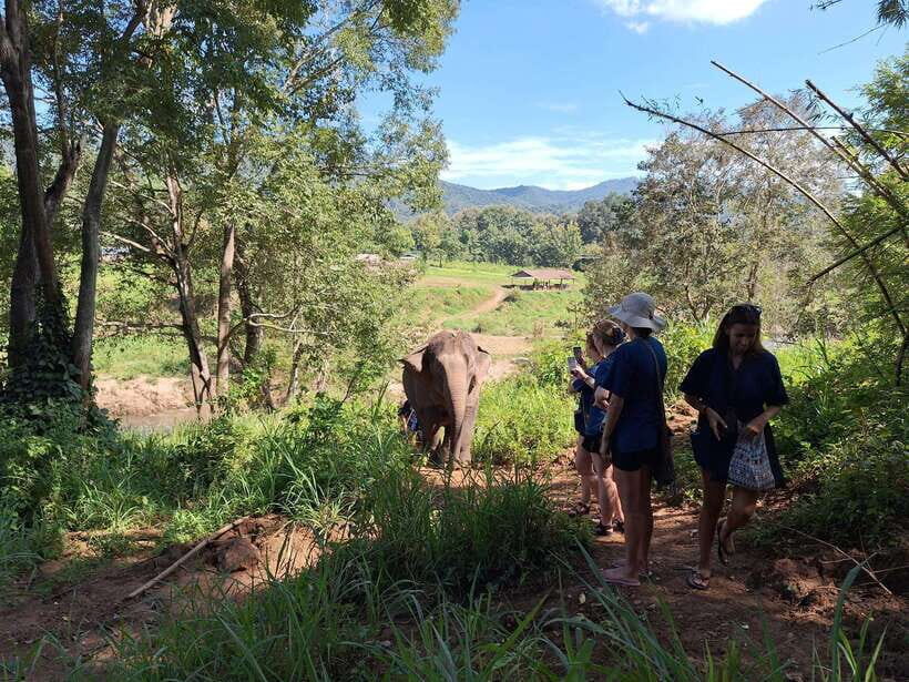 From Chiang Mai: Living Green Elephant Sanctuary Tour - FAQ
