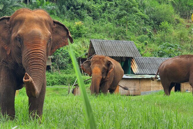 Full Day Experience at Ran-Tong Save & Rescue Elephant Centre - Quick hits before you go