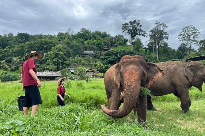Full Day Experience at Ran-Tong Save & Rescue Elephant Centre - Chiang Mai pickup and the Mae Taeng ride you can’t skip