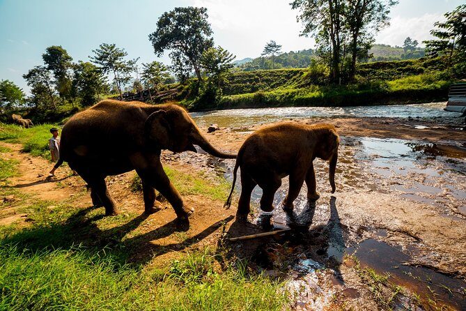 Full-Day Guided Tuk Tuk Chiang Mai Adventure and Rafting - Price and value: what $193.62 is buying you