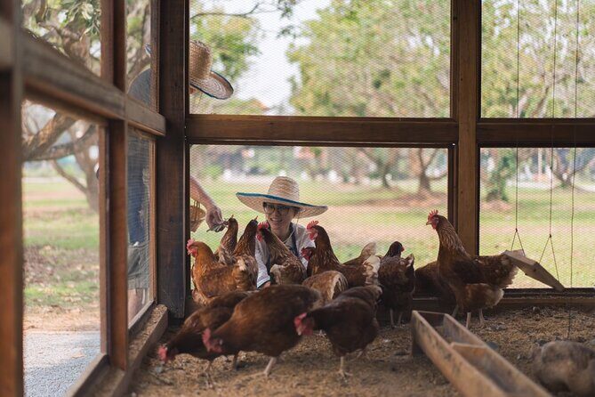 Full-Day Thai Cooking Class with Grandma - Market and Farm Tour - Farm Time: Chickens, Rice Fields, Mushrooms, and the Taste Connection