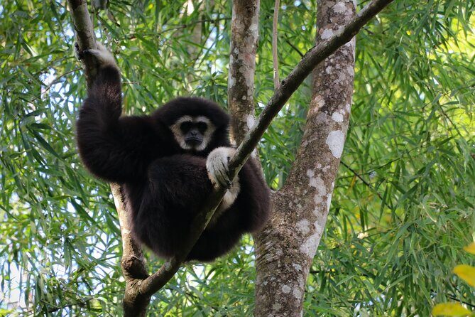 Full-Day Trekking and Sightseeing Tour in Mae Kampong - Lunch, small costs, and photo-ready moments on the move
