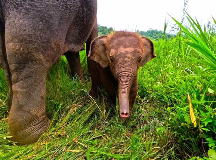 Full-day with CHIANGMAI ELEPHANT CARE and Sticky waterfall - Key highlights you’ll remember