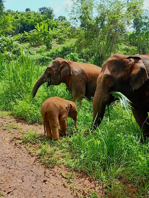 Full-day with CHIANGMAI ELEPHANT CARE and Sticky waterfall - Elephant Care Time: Feeding, Herbal Medicine Balls, and Behavior Watching