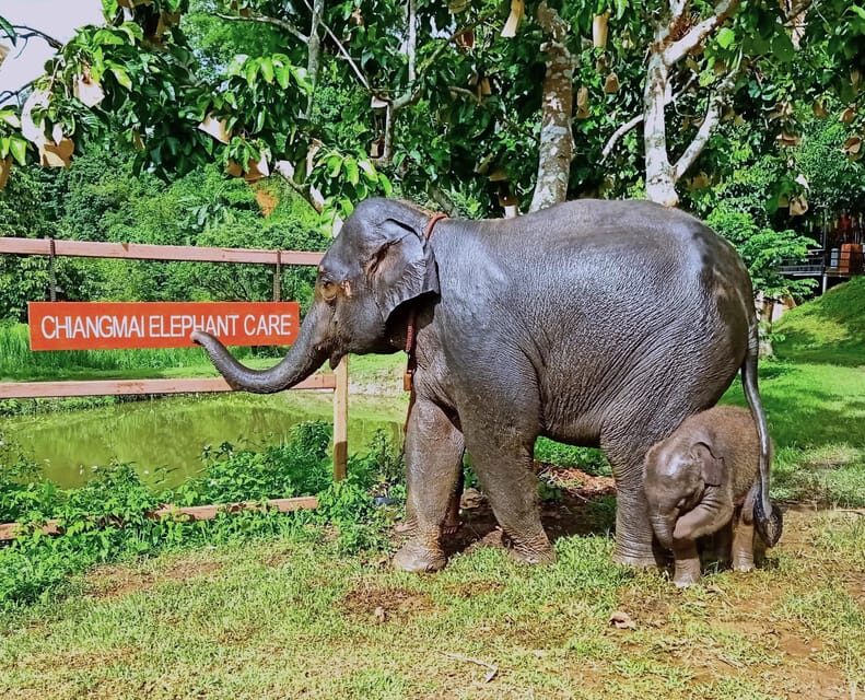 Full-day with CHIANGMAI ELEPHANT CARE and Sticky waterfall - Lunch Break, Shower Time, and a Real Reset