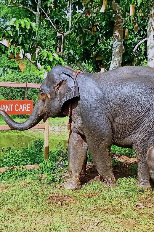 Full-day with CHIANGMAI ELEPHANT CARE and Sticky waterfall - Price and Value: What You Get for About $62