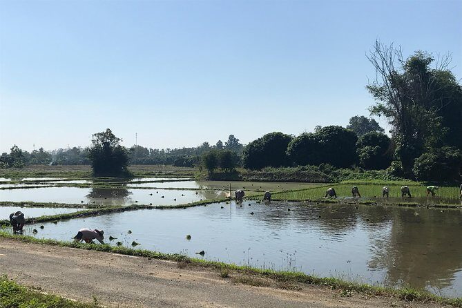 Half-day E-bike Countryside and rice paddies (flat land, GUIDED) - Rice fields, orchards, and the Ping River vibe you’ll aim for