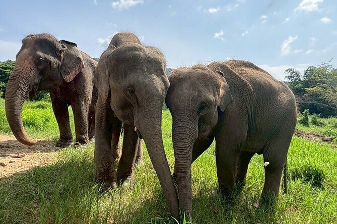 Half Day Elephant care and Whitewater Rafting Adventure - Price and value: $58.37 for a lot of real-world action