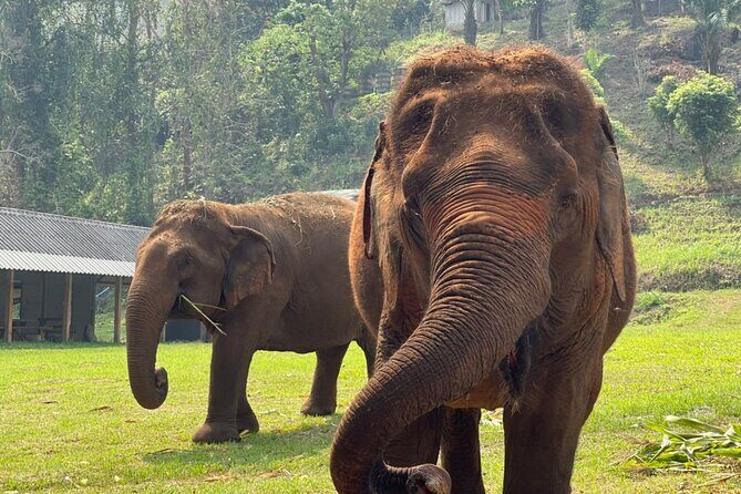 Half-Day Elephant Experience at Rantong - The Ran-Tong Experience: Ethical Elephant Time, Not a Trick Show