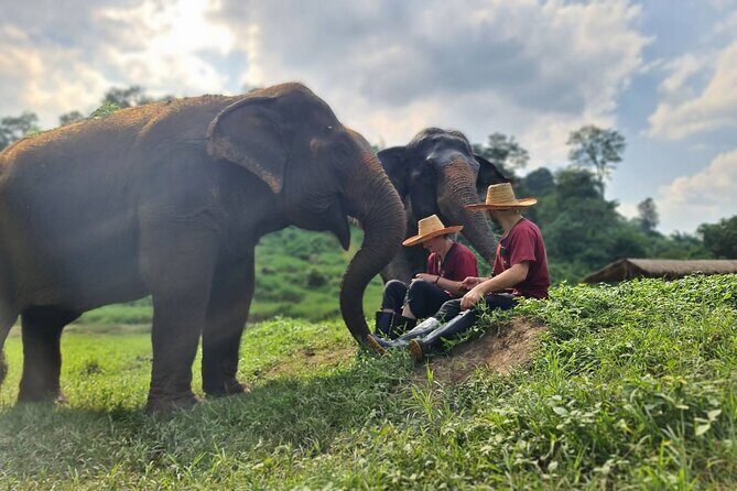 Half-Day Elephant Experience at Rantong - Elephant School and Daily Care Lessons: Making Vitamins the Care Way
