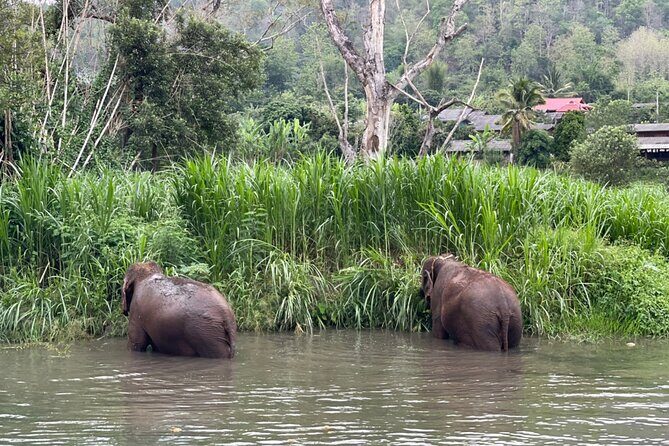 Half-Day Elephant Experience at Rantong - Bath Time in a Natural-Feeling Setting: What to Expect (and How to Prepare)