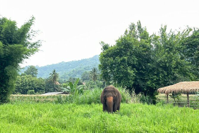 Half-Day Elephant Experience at Rantong - Price and Value: Is $58.70 Worth It?