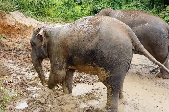 Half Day: Elephant Village Sanctuary - Elephant Village Sanctuary: What You’re Really Buying
