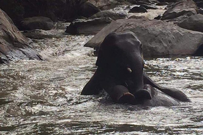 Half day Elephants in Nature Experience (Morning) - Key highlights to know before you go