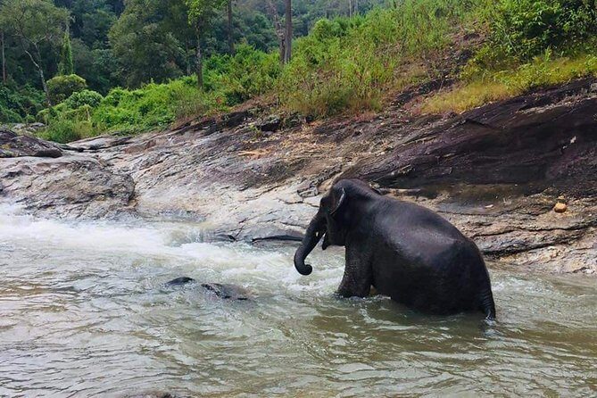 Half day Elephants in Nature Experience (Morning) - Getting Out of Chiang Mai: The 90-Minute Rural Ride
