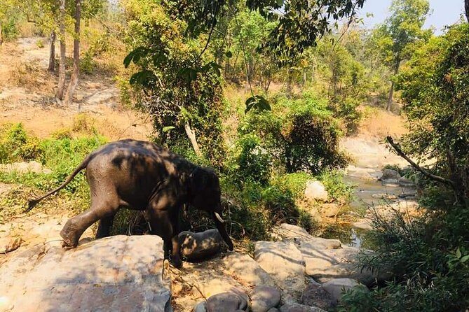 Half day Elephants in Nature Experience (Morning) - Feeding and Washing/Bathing: What You’ll Actually Do