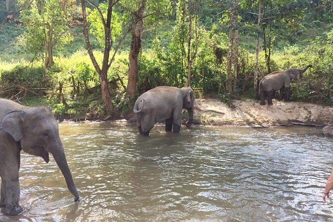 Half day Elephants in Nature Experience (Morning) - Korn’s Elephant Care Talk: Ethics and Context That Make It Click