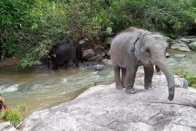 Half day Elephants in Nature Experience (Morning) - Price and Value: Is $77.44 a Fair Deal?