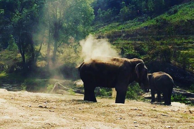 Half day Elephants in Nature Experience (Morning) - Who Should Book This Tour (and Who Might Skip It)