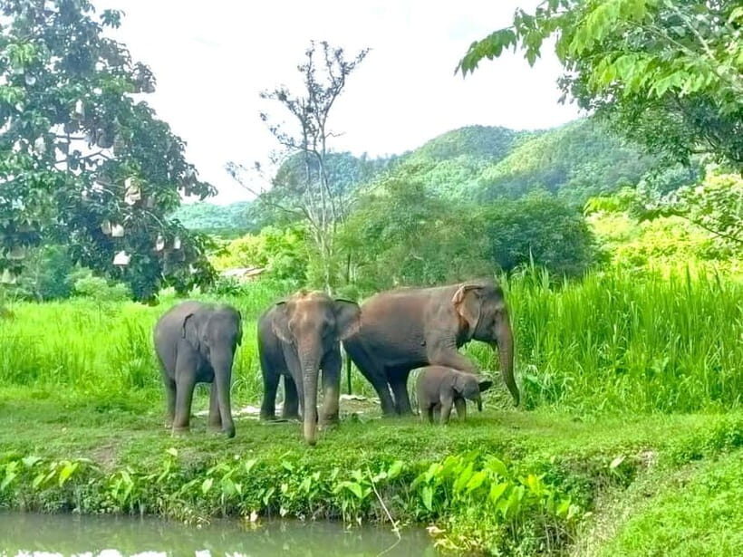 Half-day with CHIANGMAI ELEPHANT CARE program (12pm-6pm.) - The 12pm-6pm flow and the Maetang drive