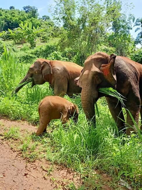 Half-day with CHIANGMAI ELEPHANT CARE program (12pm-6pm.) - The elephant interaction block: feeding, touch, walking, and learning in plain language