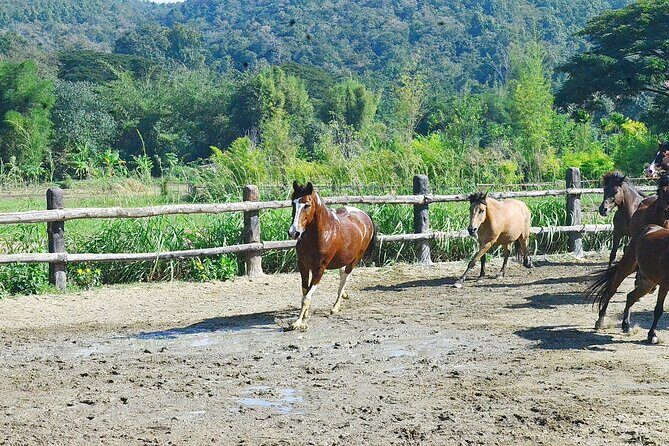 Horse Lesson+Riding+Wat Tonkwen wooden temple.Chiangmai - The mountain-path ride: views, pacing, and what to expect