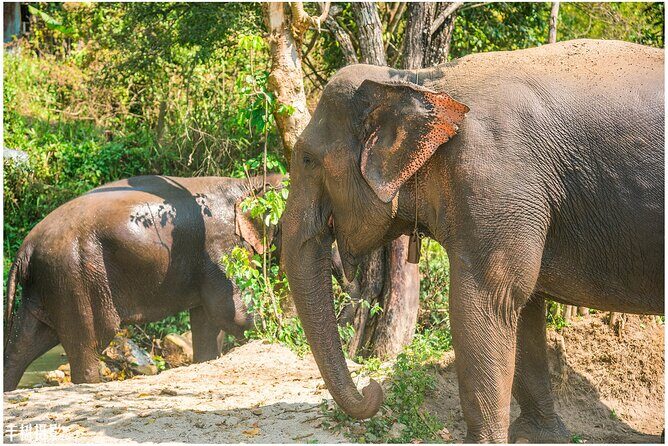 Inthanon Heaven Trail(Living Green Elephant Sanctuary) - From Chiang Mai pickup to Sky Camp elephant time