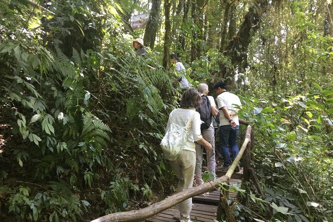 Inthanon Small-Group with Kew Mae Pan Trail from Chiang Mai include Lunch - Kew Mae Pan Nature Trail: 3 km of forests and possible bird sightings