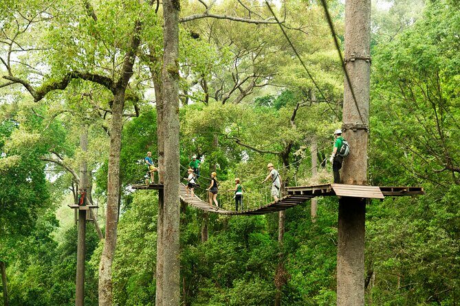 Jungle Flight Zipline Roller Coaster - Inside the 1000-Year Forest: prep, harnessing, and the first steps