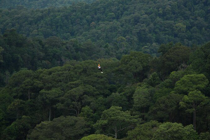 Jungle Flight Zipline Roller Coaster - The Jungle Roller Coaster Finish: why it changes the feeling of the day